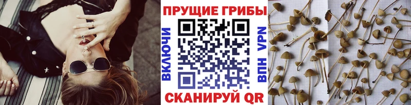 Купить где  Ишимбай  Псилоцибиновые грибы прущие грибы 